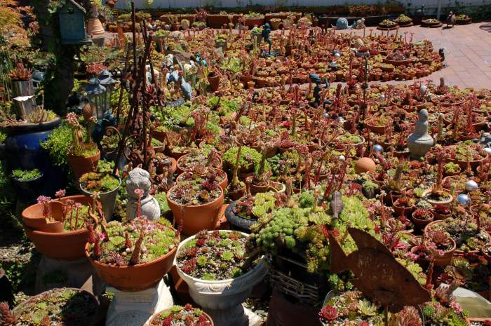 Sempervivum Dachwurz Hauswurz